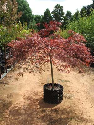 Acer palmatum Dissectum Inabe Shidare