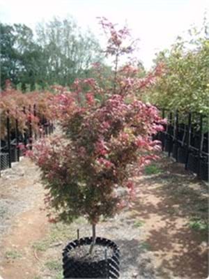 Acer palmatum Shaina