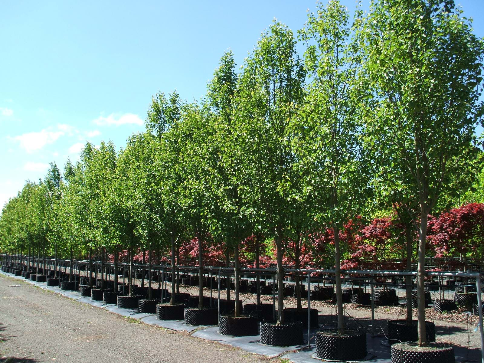 Olinda Nurseries Advanced Tree Wholesale Nursery Tree Nursery Macedon Ranges 