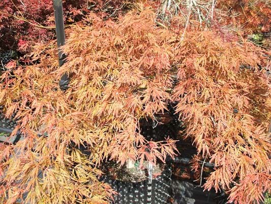 Acer palmatum Dissectum Bronze