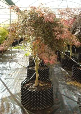 Acer palmatum Dissectum Atropurpureum