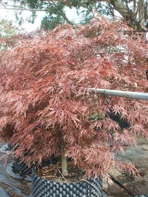 Acer palmatum Dissectum Red Dragon