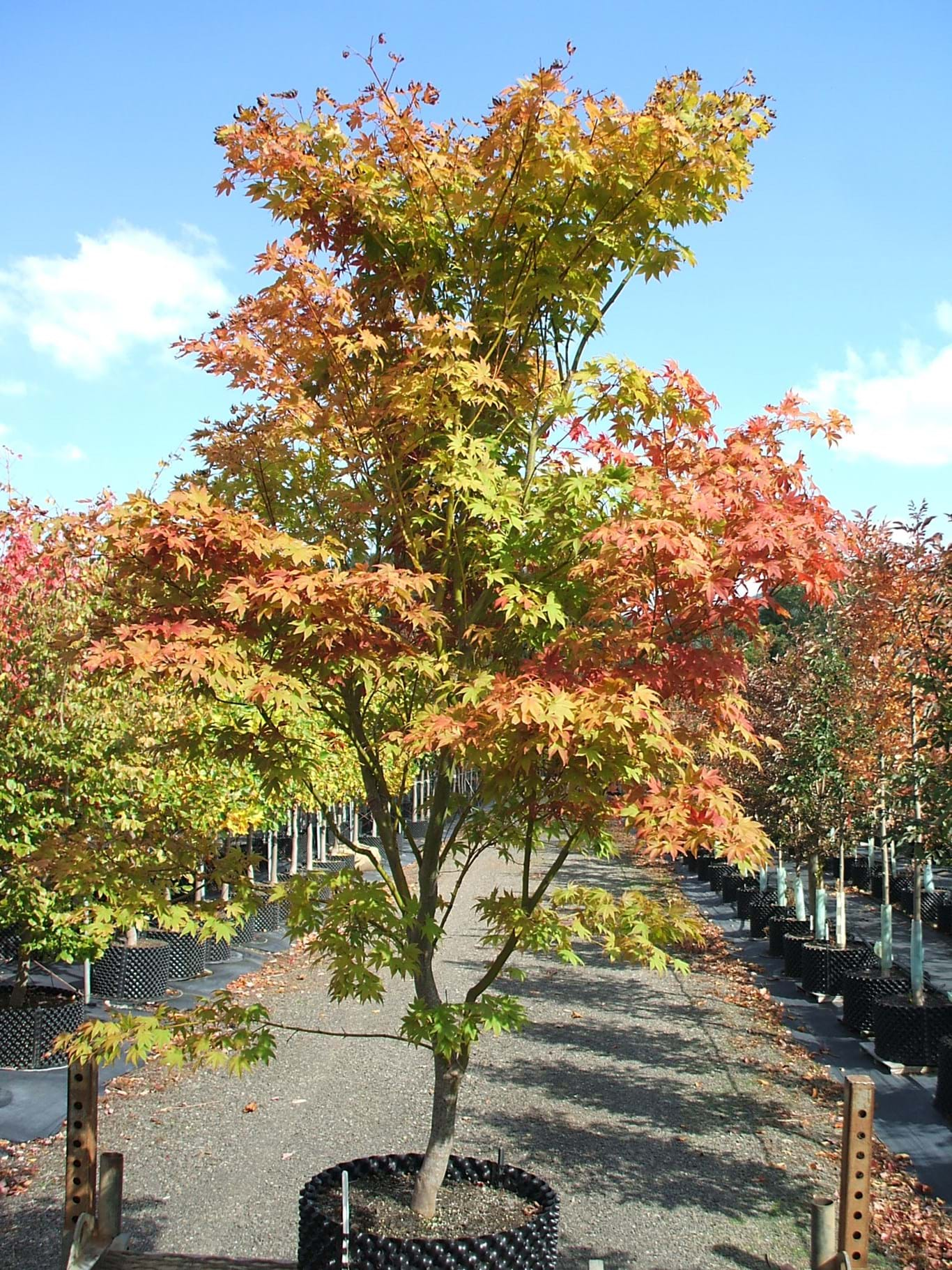 Acer palmatum Osakazuki