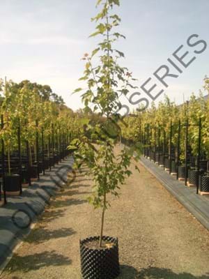 Acer rubrum Bowhall