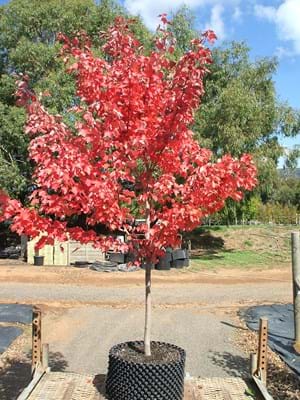Acer rubrum Faireview Flame