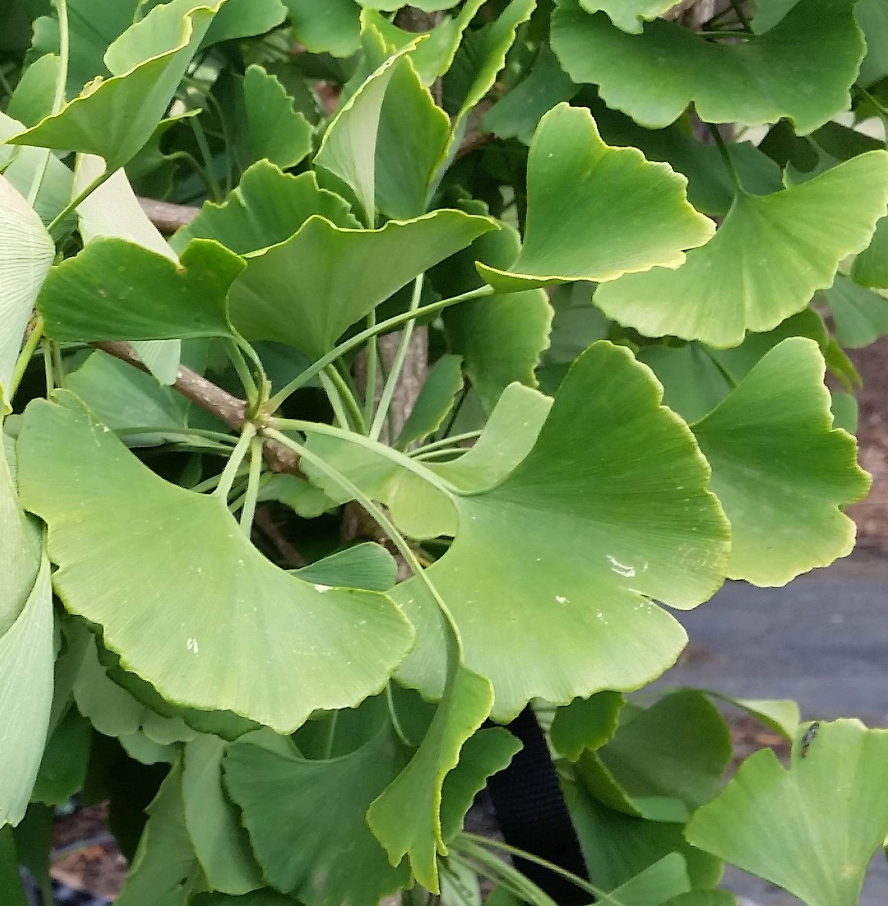 princeton sentry ginkgo princeton sentry ginkgo