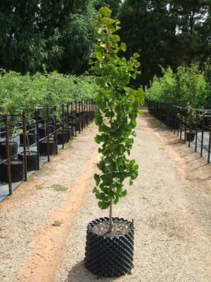 Ginkgo biloba Princeton Sentry- Maidenhair tree