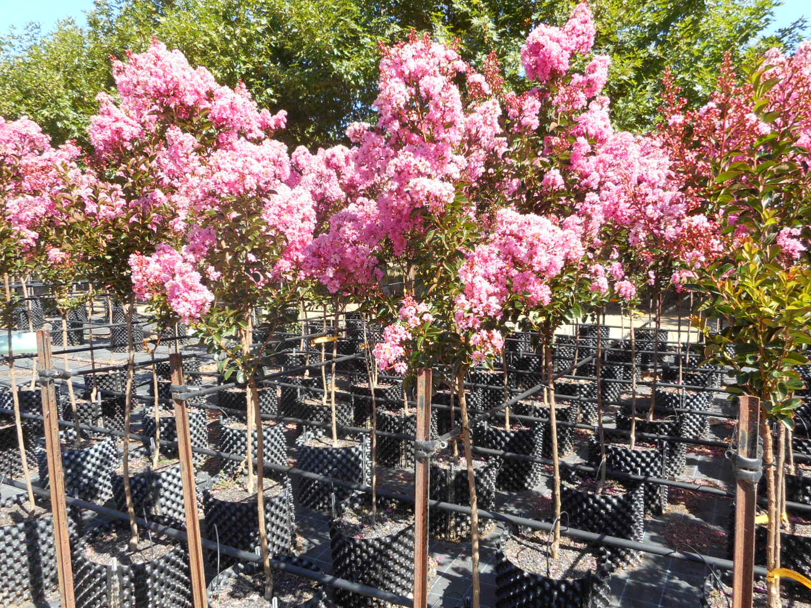 Lagerstroemia indica Sioux
