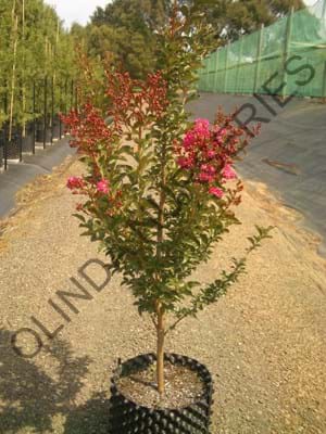 Lagerstroemia indica Tuscarora - Crepe Myrtle Coral Red