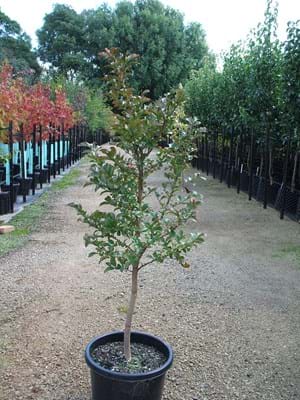 Lagerstroemia indica Tuscarora- Crepe Myrtle Coral Red