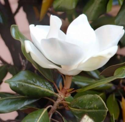 Magnolia grandiflora Little Gem