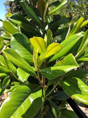Magnolia Greenback