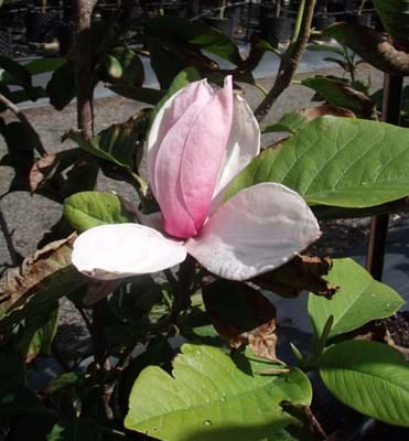 Magnolia Royal Crown