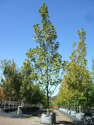 Platanus x acerifolia