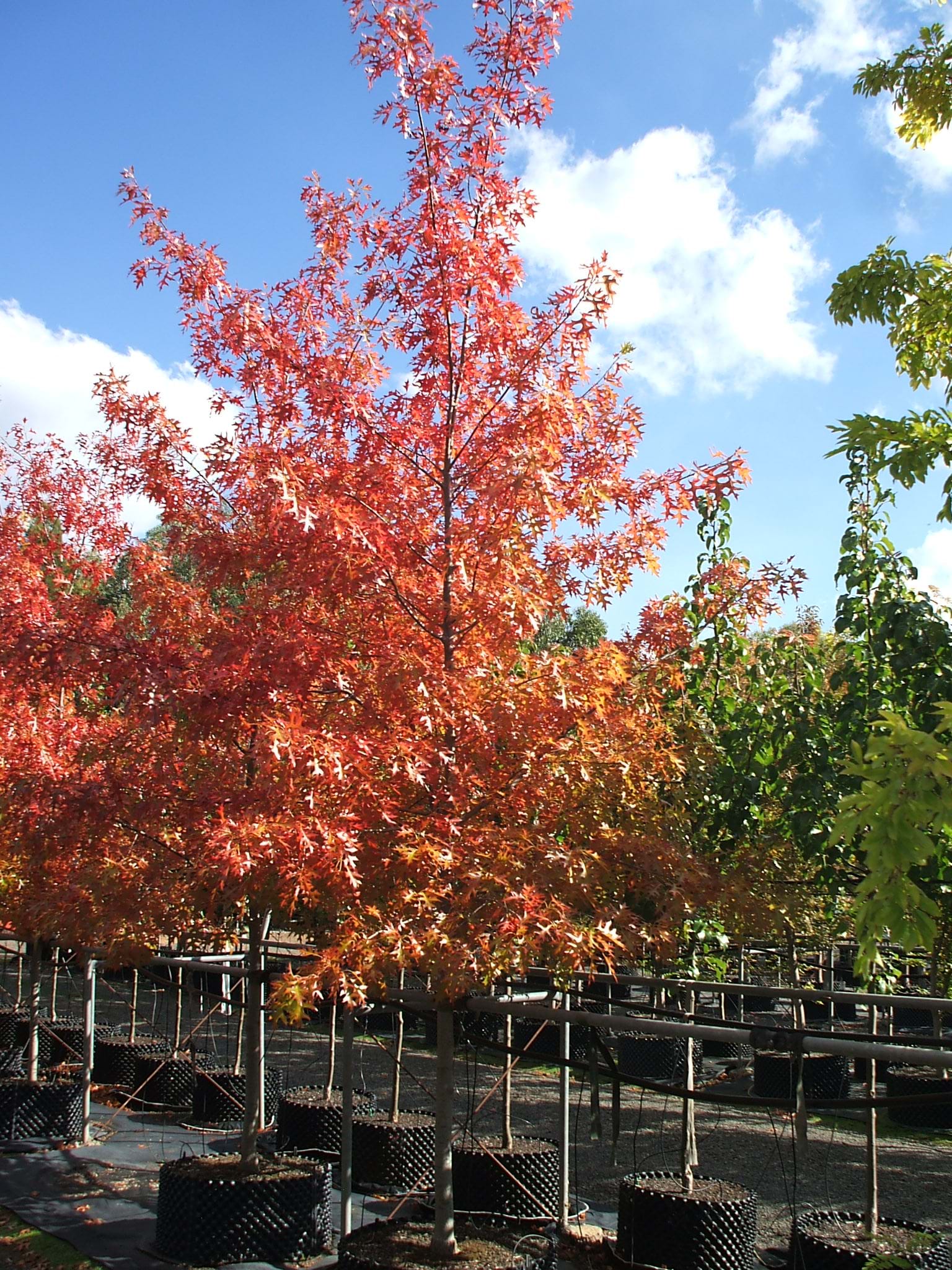 Quercus palustris EDF