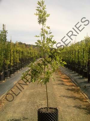 Quercus palustris Freefall
