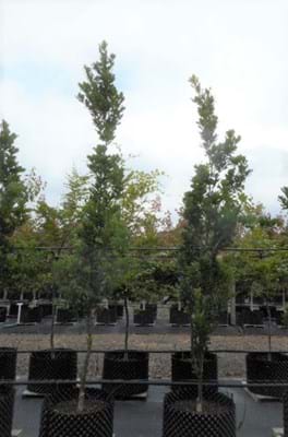 Quercus robur fastigiata