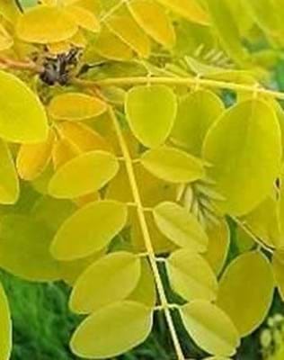 Robinia pseudoacacia Frisia leaf