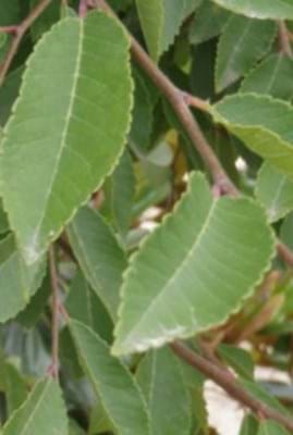 Ulmus parvifloia Murrays from leaf