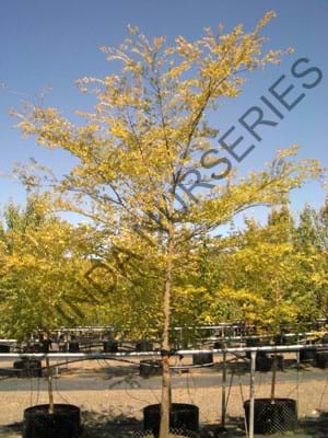 Ulmus parvifolia - Chinese Elm